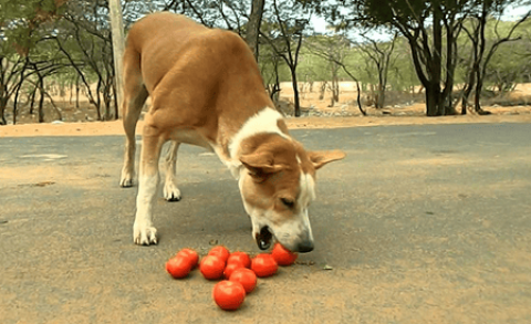 Can dogs eat tomatoes?