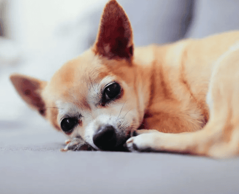 4 things dogs are “fearful of”