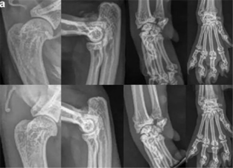 Radiographic manifestations of osteochondrodysplasia SFOCD in Scottish fold cats