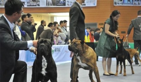 Which one is better, pit bull or Tibetan mastiff? Pit Bulls vs Tibetan Mastiffs: Who is the real king of pit bulls?