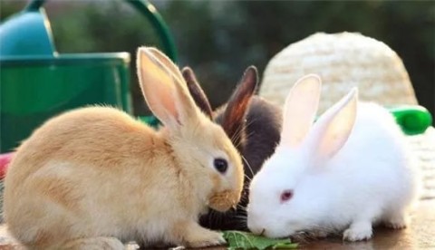 What you need to know about rabbit breeding: precautions and taboos