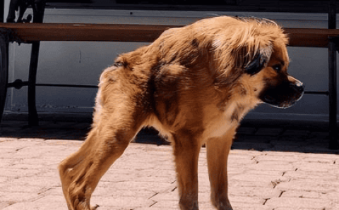 Why are dogs born with deformities?