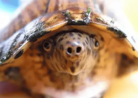 To raise a turtle well, you still need to arrange these three precautions and four precautions.