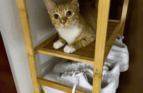 Why do cats like to dig into shoe racks?