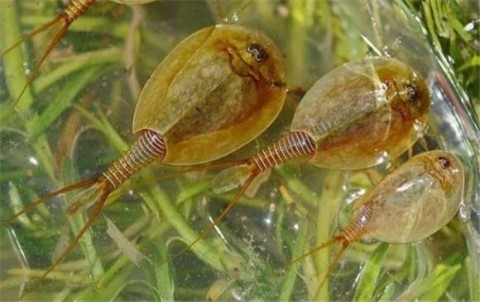 Is the sting of a horseshoe crab poisonous?