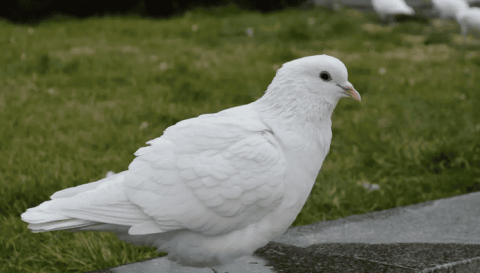 Quickly learn about the precautions for raising pigeons