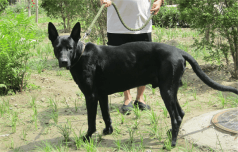 Why is it not recommended to keep a black wolfdog?