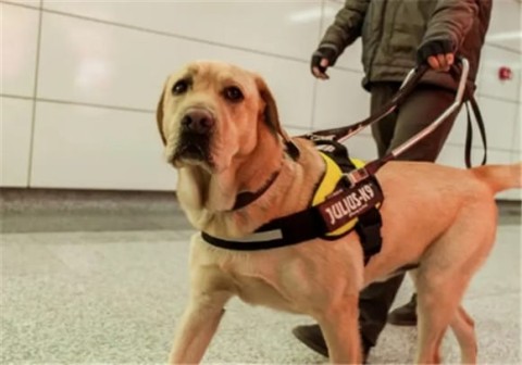 Will subway guide dogs bite?