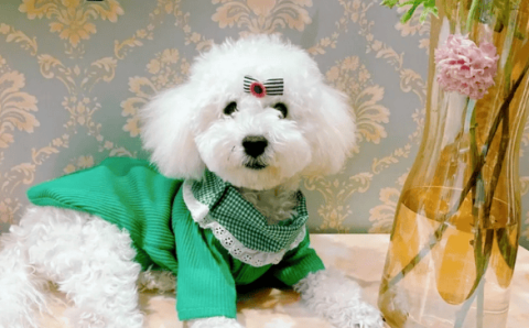 What should I do if my Bichon Frize's nose fades and becomes lighter in color? Your actions may determine its health!