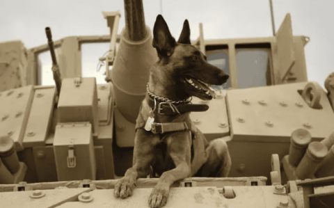 What types of military dogs are there? Top 10 military dogs that are so handsome on the battlefield. There is more than one kind of military dog ​​that is cooler than a German Shepherd.