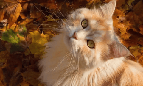 【Popular Science】Feline Diabetes Insipidus