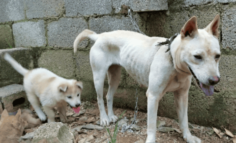 Are Guangxi native hounds fierce?