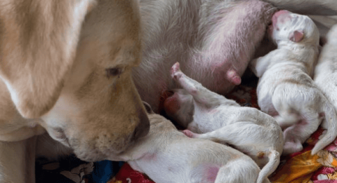 The most obvious signs before your dog is about to give birth