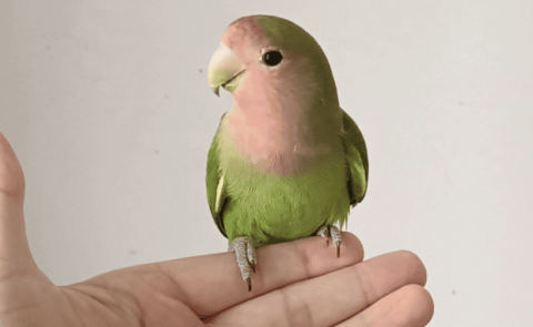 Green peach parrot breeding methods and precautions