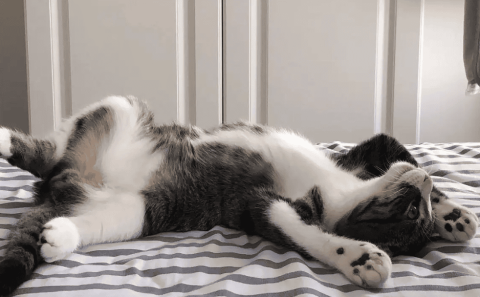 Illustration of the meaning of cat sleeping posture