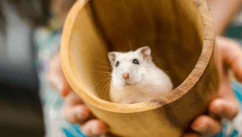 Are you familiar with domesticated hamsters? Just look at these hamster behaviors to find out.