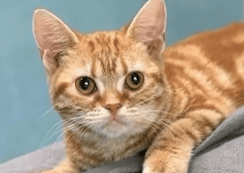 How much is a California cat worth?