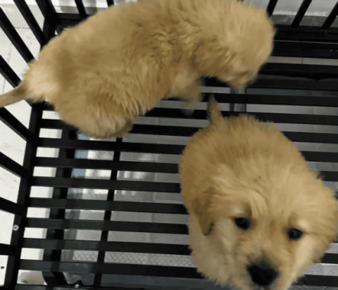 How much is the market price of a golden retriever puppy? It ranges from a few hundred to several thousand, and the starting price with a pedigree certificate may be more than 10,000 yuan.