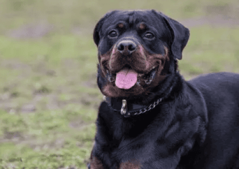 Is the guard dog Rottweiler easy to raise?