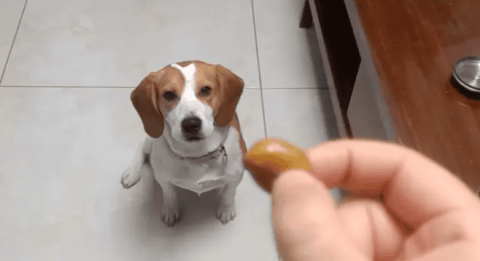 Can dogs eat broad beans?