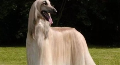 Why is the sale and breeding of Afghan dogs banned in China?