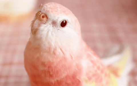 Are pink autumn grass parrots for sale?