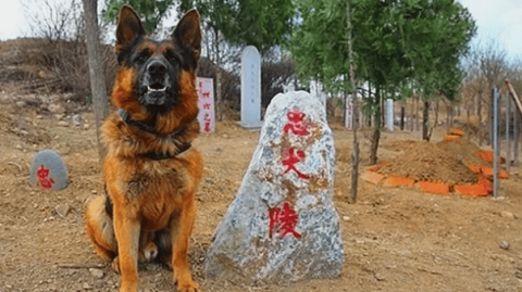 Where is the military dog ​​buried when it dies?