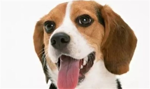 The Beagle, also commonly known as the 