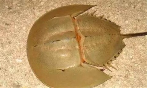 The efficacy and edible value of horseshoe crab