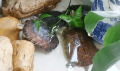 There are so many benefits to raising turtles at home, but many people don’t know about it?