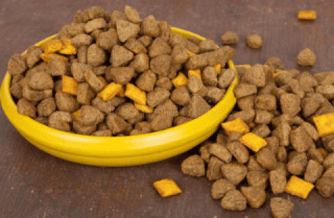 Is Golden Saint racing dog food good?