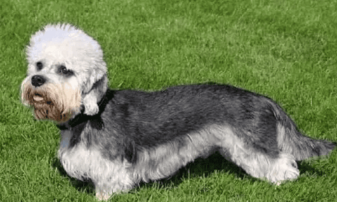 A complete list of short-legged dog breeds and pictures