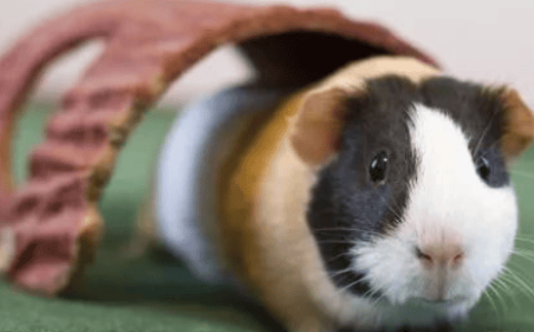 How to tell the age of a guinea pig?