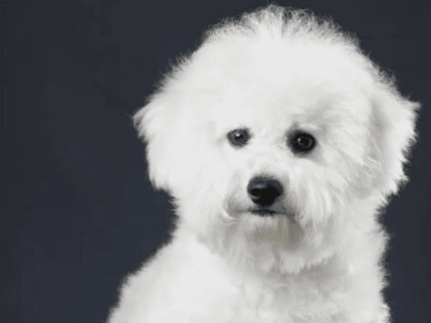 When you understand these 6 major shortcomings of Bichon Frize, if you can tolerate it, then you can keep it.