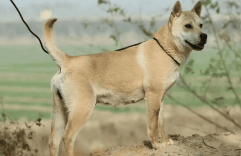 Is it forbidden to keep Guangxi native hounds?