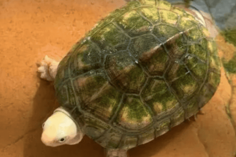 The experience of raising turtles during the Chinese New Year tells you that if a turtle appears in these 6 situations, don’t ignore it! It is asking you for help.