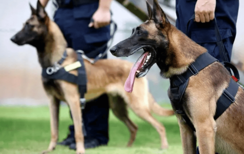 Are police dogs and military dogs the same breed?