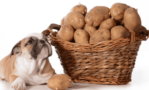 Can dogs eat potatoes?