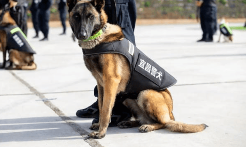 What breeds do military and police dogs generally have?