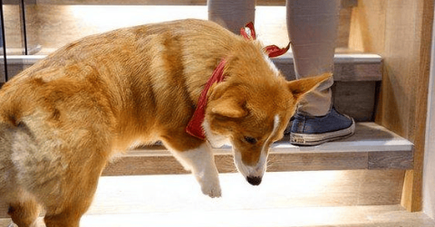 Introduction to the black, white and yellow corgi