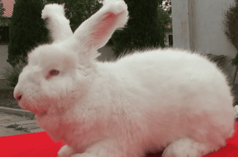 Cultivation breed - Xiping long-haired rabbit