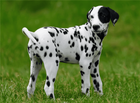 Charming Dalmatian ‖ Dalmatian dog personality traits and breeding tips