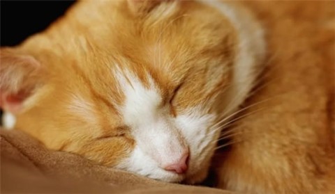 These 7 behaviors will make cats 