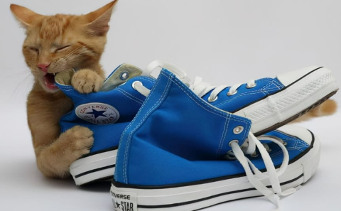 Cats like to scratch their owners’ shoes