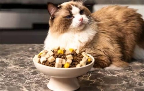 What to do if a cat is picky and refuses to eat cat food