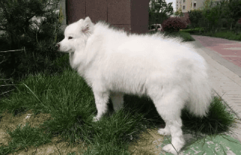 What does the wolf version of Samoyed look like?