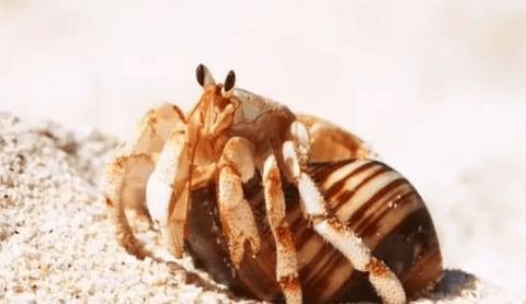 Mysterious creatures in the depths of the ocean: hermit crabs