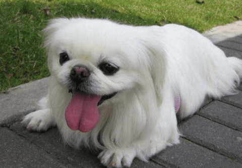 Complete picture of Pekingese dog