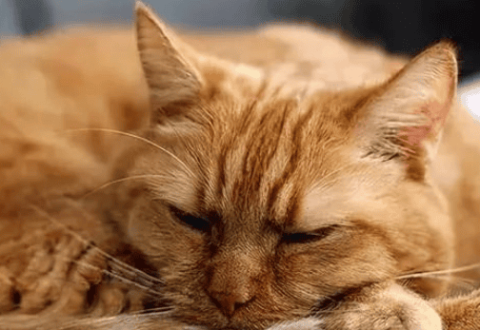 A must-read for elderly cat care tips!