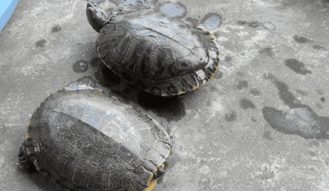 The soft-shell turtle and the tortoise: symbols of ancient wisdom and harbingers of destiny